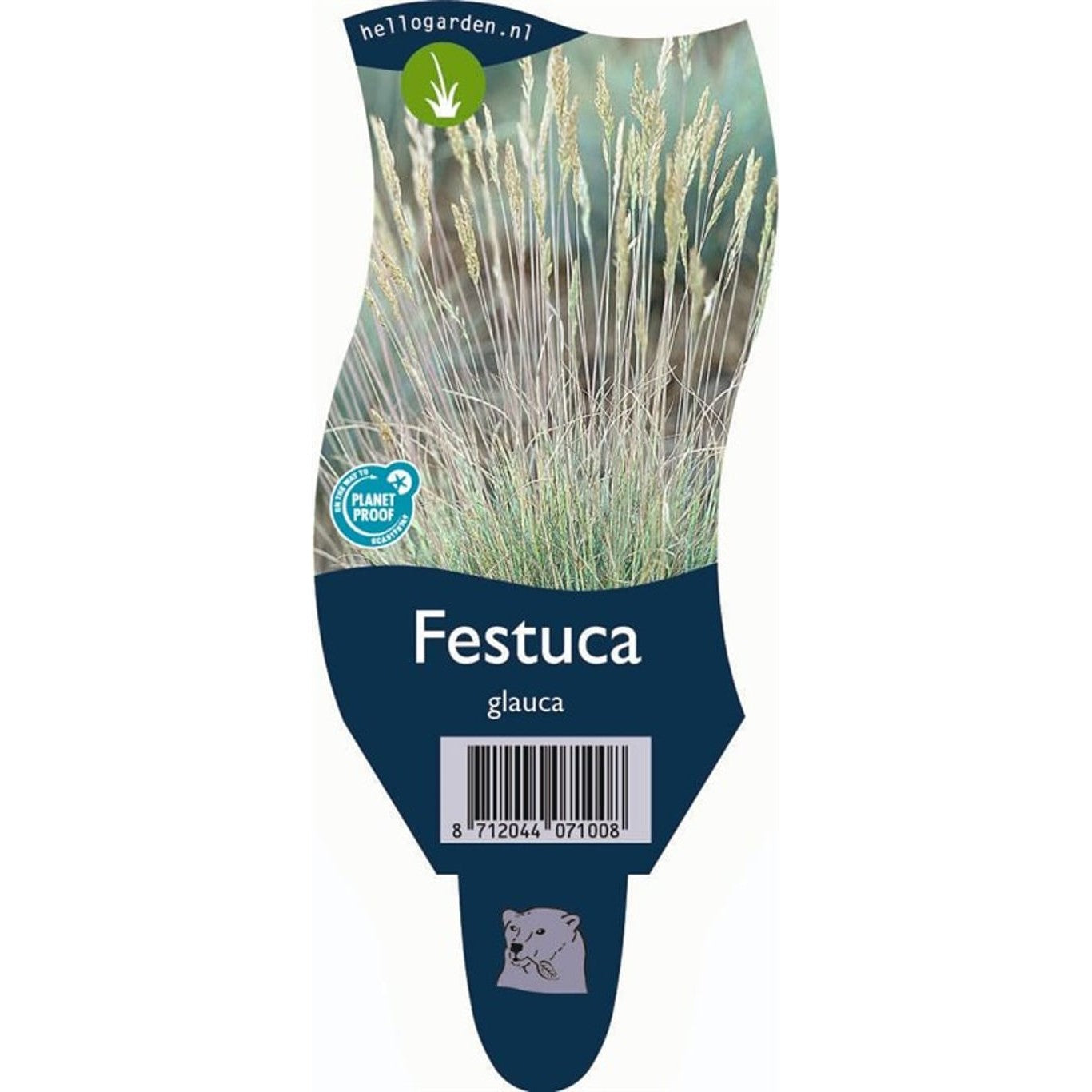 Blåsvingel – Festuca glauca - P11